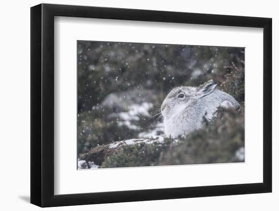 Mountain Hare (Lepus Timidus), Scottish Highlands, Scotland, United Kingdom, Europe-David and Louis Gibbon-Framed Photographic Print