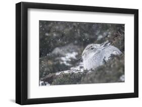 Mountain Hare (Lepus Timidus), Scottish Highlands, Scotland, United Kingdom, Europe-David and Louis Gibbon-Framed Photographic Print