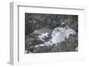Mountain Hare (Lepus Timidus), Scottish Highlands, Scotland, United Kingdom, Europe-David and Louis Gibbon-Framed Photographic Print