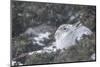 Mountain Hare (Lepus Timidus), Scottish Highlands, Scotland, United Kingdom, Europe-David and Louis Gibbon-Mounted Photographic Print