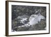 Mountain Hare (Lepus Timidus), Scottish Highlands, Scotland, United Kingdom, Europe-David and Louis Gibbon-Framed Photographic Print