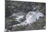 Mountain Hare (Lepus Timidus), Scottish Highlands, Scotland, United Kingdom, Europe-David and Louis Gibbon-Mounted Photographic Print