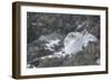 Mountain Hare (Lepus Timidus), Scottish Highlands, Scotland, United Kingdom, Europe-David and Louis Gibbon-Framed Photographic Print