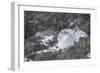 Mountain Hare (Lepus Timidus), Scottish Highlands, Scotland, United Kingdom, Europe-David and Louis Gibbon-Framed Photographic Print