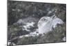 Mountain Hare (Lepus Timidus), Scottish Highlands, Scotland, United Kingdom, Europe-David and Louis Gibbon-Mounted Photographic Print