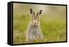 Mountain Hare (Lepus Timidus) Sub-Adult Leveret, Cairngorms National Park, Scotland, UK, July-Fergus Gill-Framed Stretched Canvas