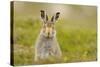 Mountain Hare (Lepus Timidus) Sub-Adult Leveret, Cairngorms National Park, Scotland, UK, July-Fergus Gill-Stretched Canvas