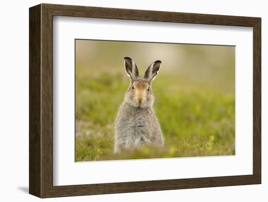 Mountain Hare (Lepus Timidus) Sub-Adult Leveret, Cairngorms National Park, Scotland, UK, July-Fergus Gill-Framed Photographic Print