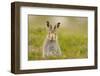 Mountain Hare (Lepus Timidus) Sub-Adult Leveret, Cairngorms National Park, Scotland, UK, July-Fergus Gill-Framed Photographic Print