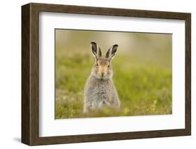 Mountain Hare (Lepus Timidus) Sub-Adult Leveret, Cairngorms National Park, Scotland, UK, July-Fergus Gill-Framed Photographic Print