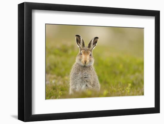 Mountain Hare (Lepus Timidus) Sub-Adult Leveret, Cairngorms National Park, Scotland, UK, July-Fergus Gill-Framed Photographic Print