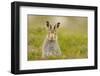 Mountain Hare (Lepus Timidus) Sub-Adult Leveret, Cairngorms National Park, Scotland, UK, July-Fergus Gill-Framed Photographic Print