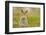 Mountain Hare (Lepus Timidus) Sub-Adult Leveret, Cairngorms National Park, Scotland, UK, July-Fergus Gill-Framed Photographic Print