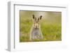 Mountain Hare (Lepus Timidus) Sub-Adult Leveret, Cairngorms National Park, Scotland, UK, July-Fergus Gill-Framed Photographic Print