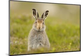 Mountain Hare (Lepus Timidus) Sub-Adult Leveret, Cairngorms National Park, Scotland, UK, July-Fergus Gill-Mounted Photographic Print