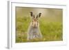 Mountain Hare (Lepus Timidus) Sub-Adult Leveret, Cairngorms National Park, Scotland, UK, July-Fergus Gill-Framed Photographic Print