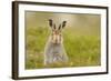 Mountain Hare (Lepus Timidus) Sub-Adult Leveret, Cairngorms National Park, Scotland, UK, July-Fergus Gill-Framed Photographic Print