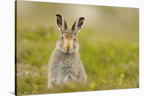 Mountain Hare (Lepus Timidus) Sub-Adult Leveret, Cairngorms National Park, Scotland, UK, July-Fergus Gill-Stretched Canvas