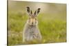 Mountain Hare (Lepus Timidus) Sub-Adult Leveret, Cairngorms National Park, Scotland, UK, July-Fergus Gill-Stretched Canvas