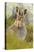 Mountain Hare (Lepus Timidus) Sub-Adult Leveret Portrait. Cairngorms National Park, Scotland, July-Fergus Gill-Stretched Canvas