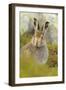 Mountain Hare (Lepus Timidus) Sub-Adult Leveret Portrait. Cairngorms National Park, Scotland, July-Fergus Gill-Framed Photographic Print