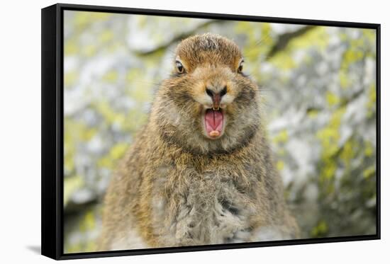 Mountain Hare (Lepus Timidus) Sub-Adult Leveret Yawning. Cairngorms National Park, Scotland, July-Fergus Gill-Framed Stretched Canvas