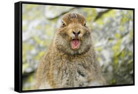 Mountain Hare (Lepus Timidus) Sub-Adult Leveret Yawning. Cairngorms National Park, Scotland, July-Fergus Gill-Framed Stretched Canvas