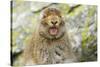 Mountain Hare (Lepus Timidus) Sub-Adult Leveret Yawning. Cairngorms National Park, Scotland, July-Fergus Gill-Stretched Canvas