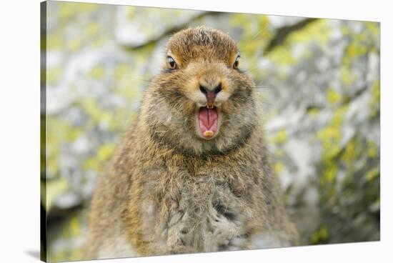 Mountain Hare (Lepus Timidus) Sub-Adult Leveret Yawning. Cairngorms National Park, Scotland, July-Fergus Gill-Stretched Canvas
