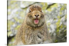 Mountain Hare (Lepus Timidus) Sub-Adult Leveret Yawning. Cairngorms National Park, Scotland, July-Fergus Gill-Stretched Canvas