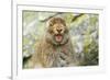 Mountain Hare (Lepus Timidus) Sub-Adult Leveret Yawning. Cairngorms National Park, Scotland, July-Fergus Gill-Framed Photographic Print