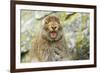 Mountain Hare (Lepus Timidus) Sub-Adult Leveret Yawning. Cairngorms National Park, Scotland, July-Fergus Gill-Framed Photographic Print