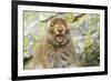 Mountain Hare (Lepus Timidus) Sub-Adult Leveret Yawning. Cairngorms National Park, Scotland, July-Fergus Gill-Framed Photographic Print