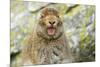 Mountain Hare (Lepus Timidus) Sub-Adult Leveret Yawning. Cairngorms National Park, Scotland, July-Fergus Gill-Mounted Photographic Print