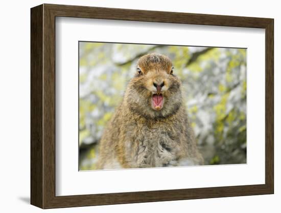 Mountain Hare (Lepus Timidus) Sub-Adult Leveret Yawning. Cairngorms National Park, Scotland, July-Fergus Gill-Framed Photographic Print