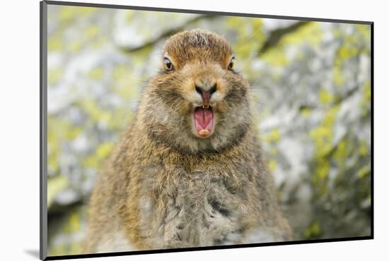 Mountain Hare (Lepus Timidus) Sub-Adult Leveret Yawning. Cairngorms National Park, Scotland, July-Fergus Gill-Mounted Photographic Print