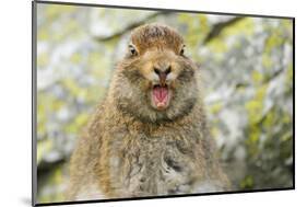 Mountain Hare (Lepus Timidus) Sub-Adult Leveret Yawning. Cairngorms National Park, Scotland, July-Fergus Gill-Mounted Photographic Print