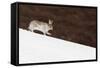 Mountain Hare (Lepus Timidus) with Partial Winter Coat, Running Down a Snow-Covered Slope, UK-Mark Hamblin-Framed Stretched Canvas