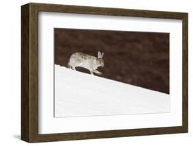 Mountain Hare (Lepus Timidus) with Partial Winter Coat, Running Down a Snow-Covered Slope, UK-Mark Hamblin-Framed Photographic Print