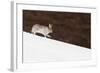 Mountain Hare (Lepus Timidus) with Partial Winter Coat, Running Down a Snow-Covered Slope, UK-Mark Hamblin-Framed Photographic Print