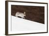 Mountain Hare (Lepus Timidus) with Partial Winter Coat, Running Down a Snow-Covered Slope, UK-Mark Hamblin-Framed Photographic Print