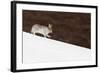 Mountain Hare (Lepus Timidus) with Partial Winter Coat, Running Down a Snow-Covered Slope, UK-Mark Hamblin-Framed Photographic Print