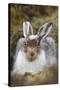 Mountain Hare (Lepus Timidus) with Partial Winter Coat, Scotland, UK, April-Mark Hamblin-Stretched Canvas