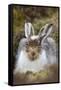 Mountain Hare (Lepus Timidus) with Partial Winter Coat, Scotland, UK, April-Mark Hamblin-Framed Stretched Canvas