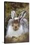 Mountain Hare (Lepus Timidus) with Partial Winter Coat, Scotland, UK, April-Mark Hamblin-Stretched Canvas