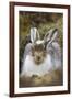 Mountain Hare (Lepus Timidus) with Partial Winter Coat, Scotland, UK, April-Mark Hamblin-Framed Photographic Print