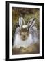 Mountain Hare (Lepus Timidus) with Partial Winter Coat, Scotland, UK, April-Mark Hamblin-Framed Photographic Print