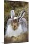 Mountain Hare (Lepus Timidus) with Partial Winter Coat, Scotland, UK, April-Mark Hamblin-Mounted Photographic Print