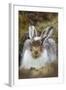 Mountain Hare (Lepus Timidus) with Partial Winter Coat, Scotland, UK, April-Mark Hamblin-Framed Photographic Print