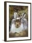 Mountain Hare (Lepus Timidus) with Partial Winter Coat, Scotland, UK, April-Mark Hamblin-Framed Photographic Print